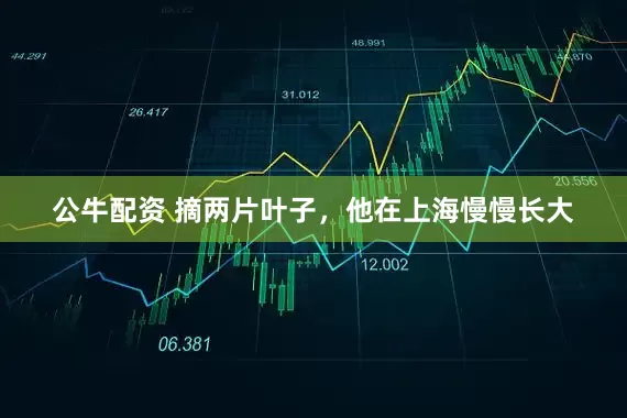 公牛配資 摘兩片葉子，他在上海慢慢長(zhǎng)大